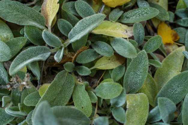 Chá de Peixinho da Horta para Tosse: Benefícios e Modo de Preparo