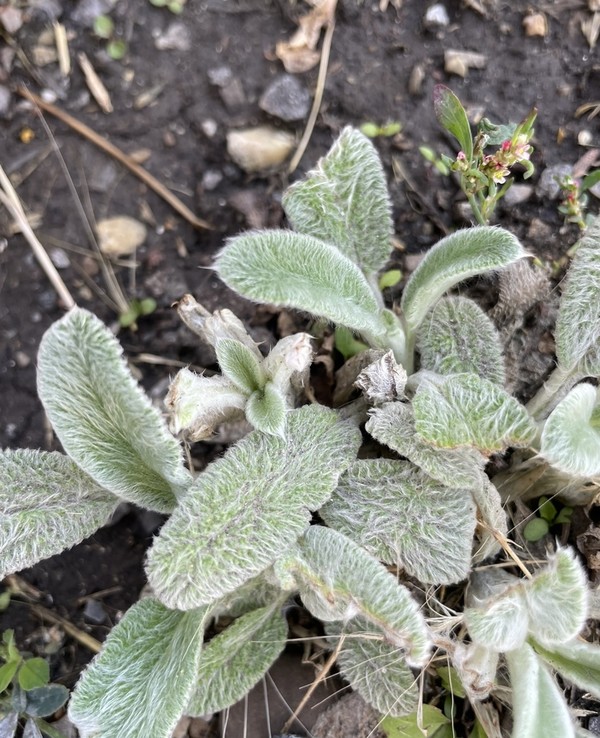 benefícios do peixinho da horta