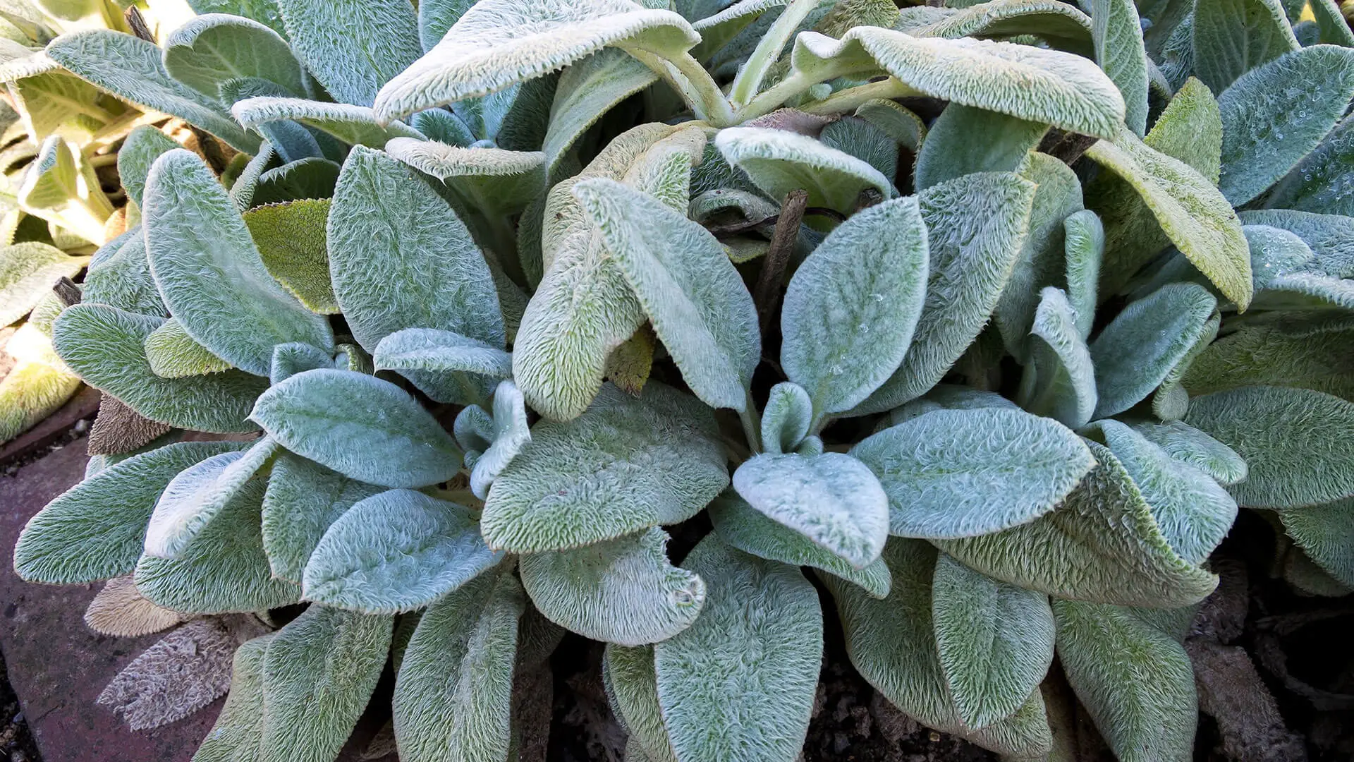 Como cultivar Peixinho da Horta em Casa