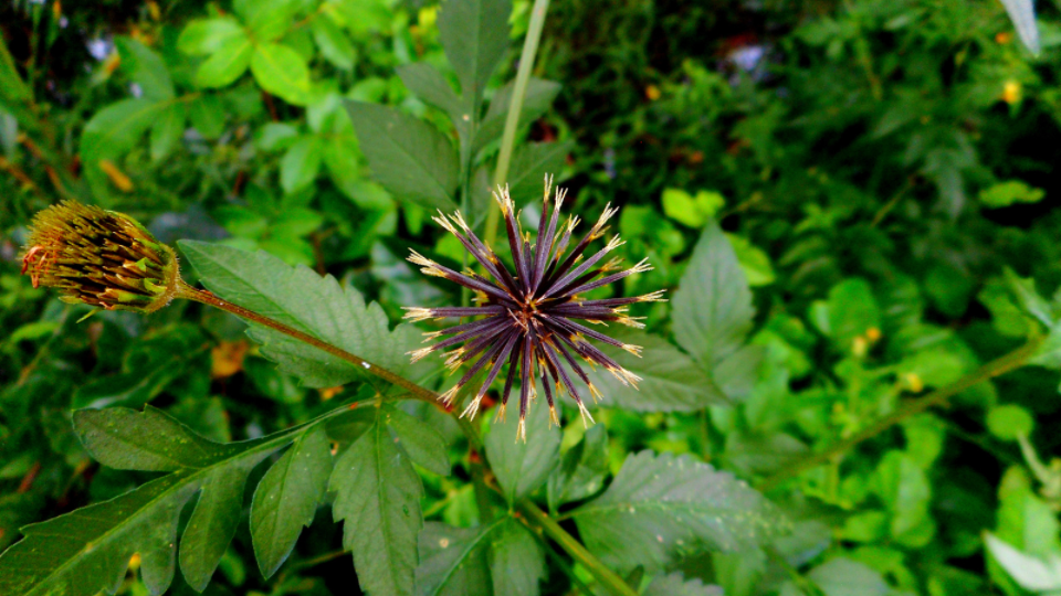 Picão-preto vs. outras plantas medicinais para o fígado