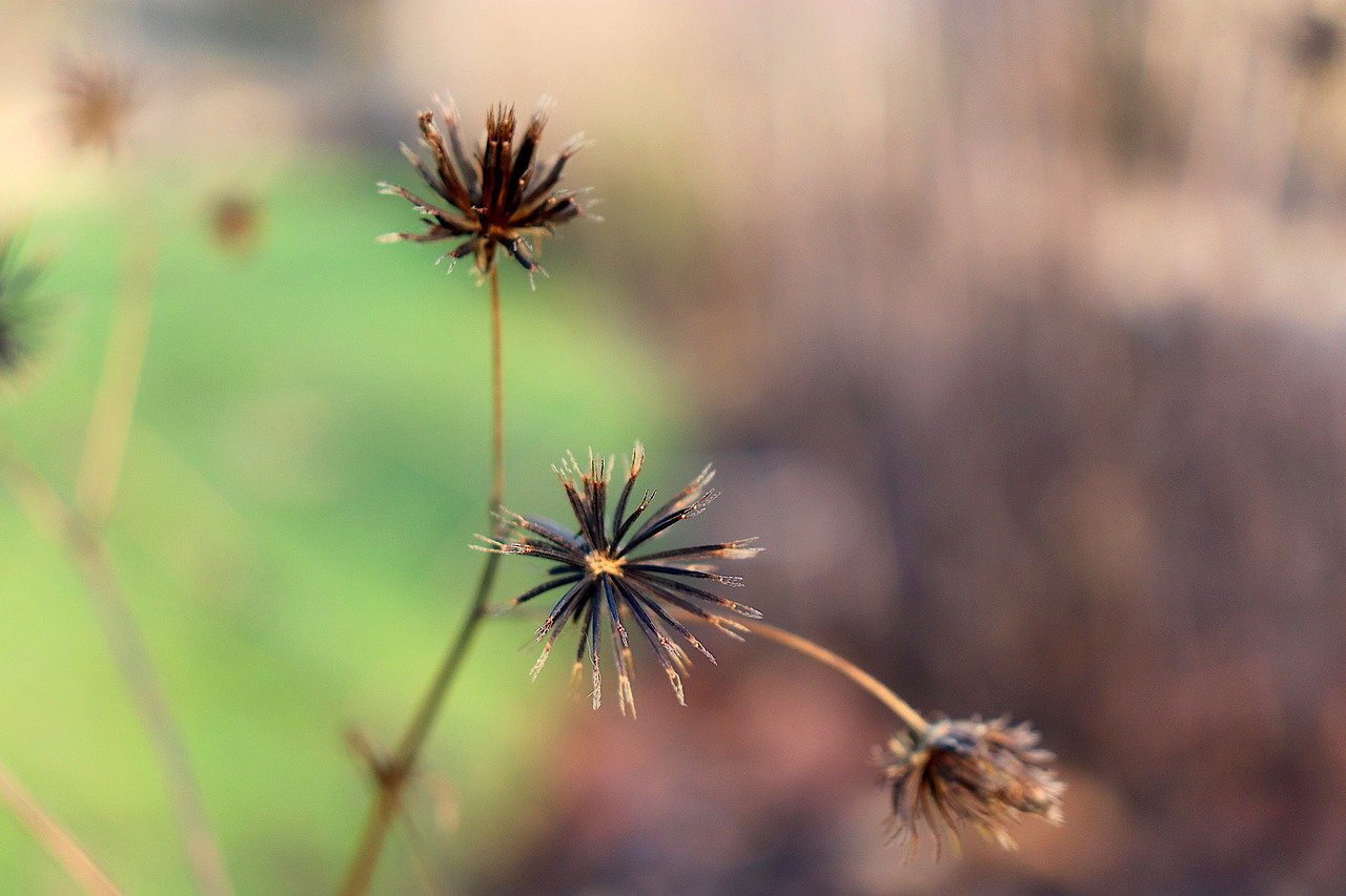Receitas de chás com picão-preto para diferentes condições