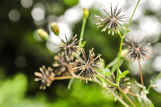 Os perigos do uso indevido do picão-preto: o que você precisa saber