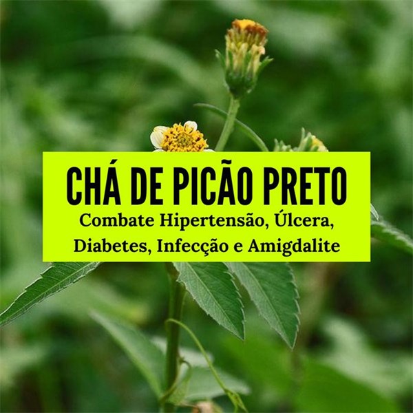 Estudos científicos sobre a eficácia do picão-preto em doenças crônicas