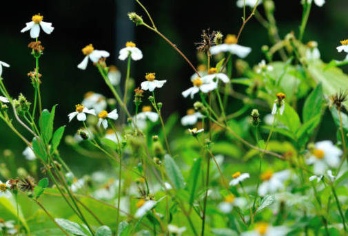 5 maneiras de identificar o picão-preto no seu quintal