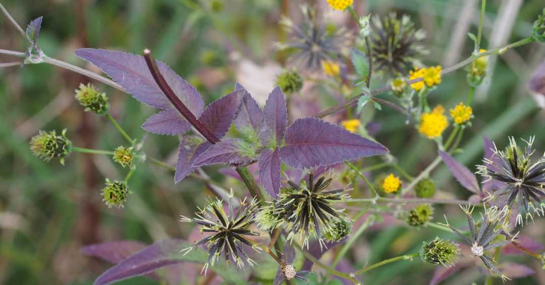 Picão-preto vs. outras plantas medicinais para o fígado