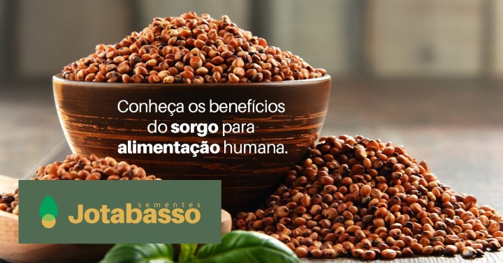 5 receitas fáceis com sorgo integral para o dia a dia