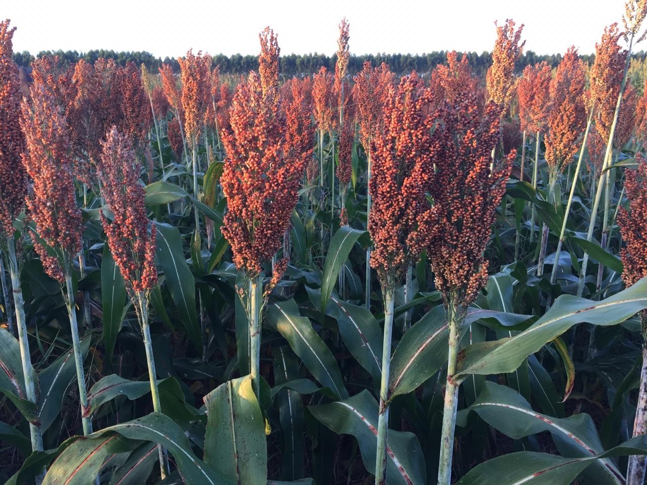 Controle do açúcar no sangue com sorgo: Entenda como funciona