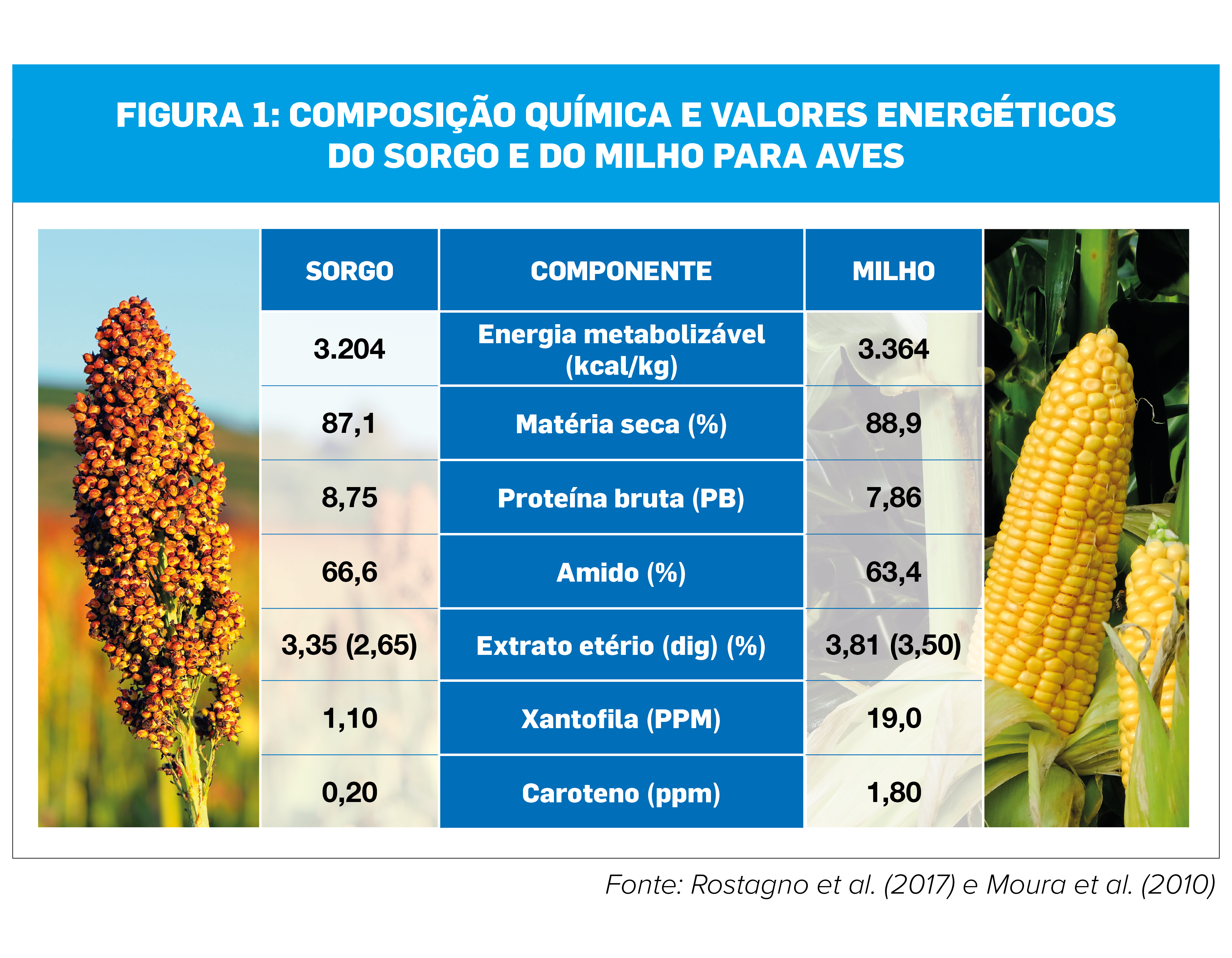 Sorgo para celíacos: Guia completo de benefícios e consumo