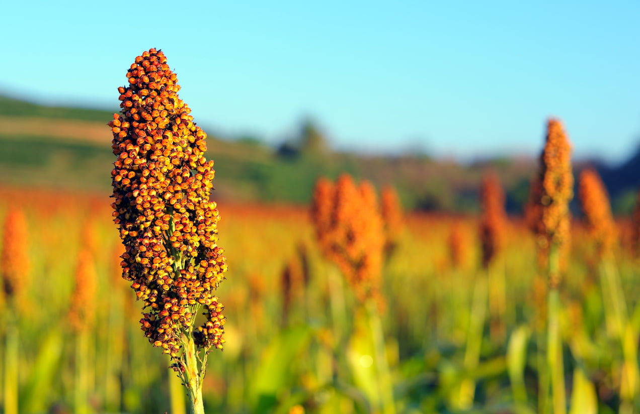 Controle do açúcar no sangue com sorgo: Entenda como funciona