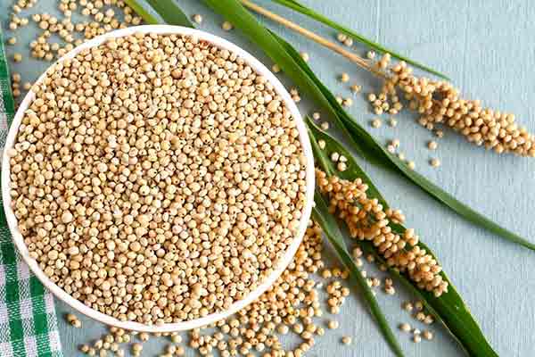 benefícios do sorgo