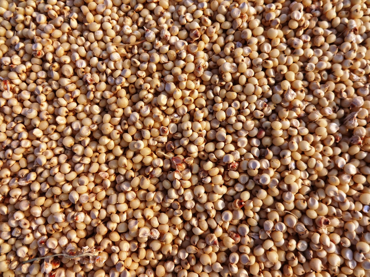 Sorgo para celíacos: Guia completo de benefícios e consumo