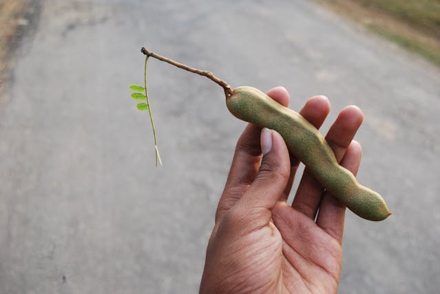 Tamarindo na Culinária: Além do Suco