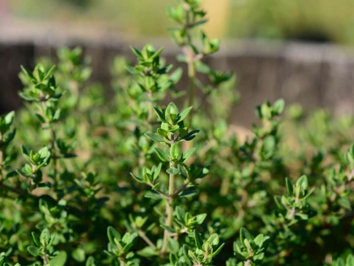 Como fazer chá de tomilho: Guia passo a passo