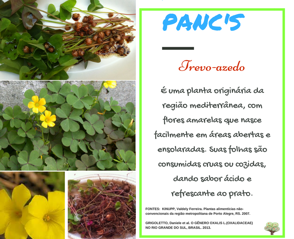 benefícios do trevo de quatro folhas comestível