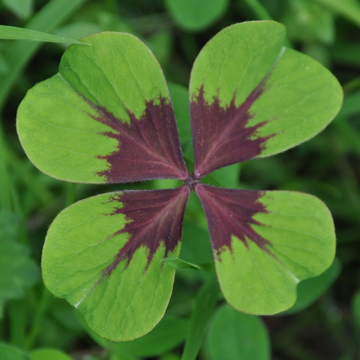 Como identificar o trevo de quatro folhas comestível