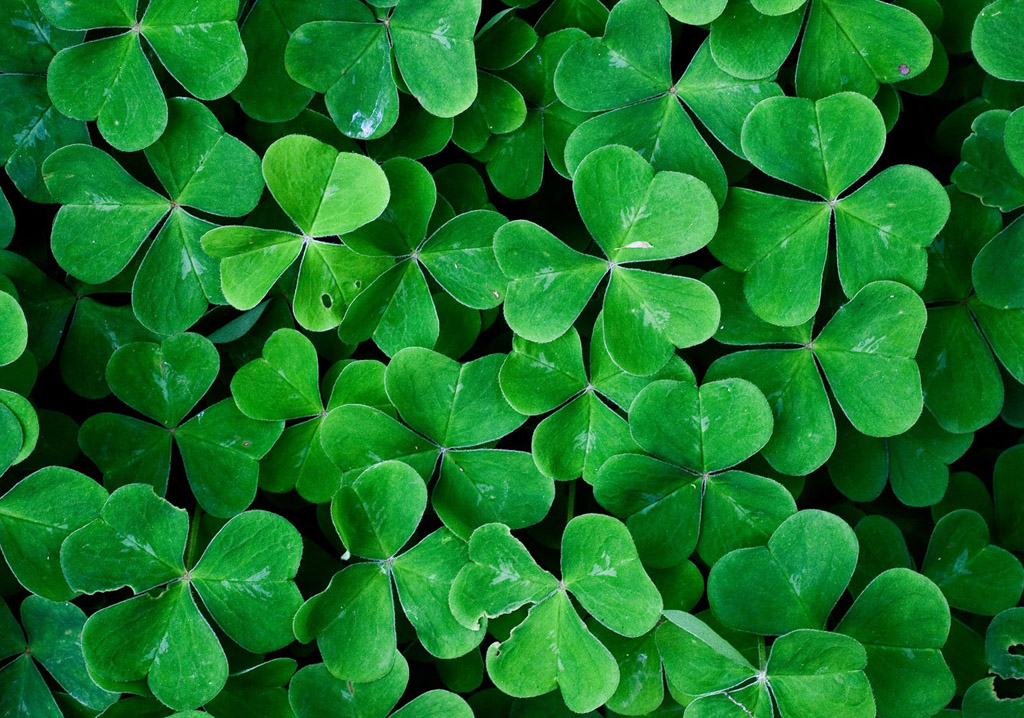 Receitas fáceis com trevo de quatro folhas