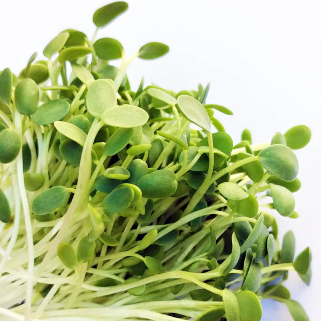 Trevo de quatro folhas: da natureza para o seu prato