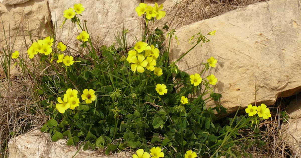 benefícios do trevo de quatro folhas comestível