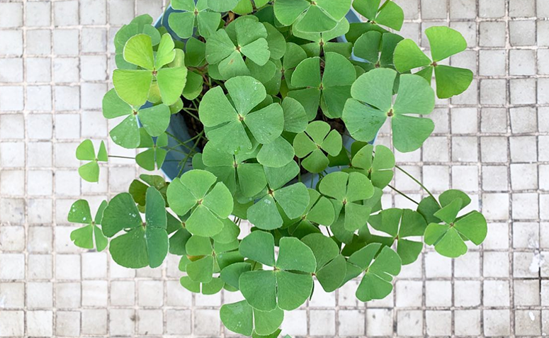 Os perigos do consumo excessivo de trevo de quatro folhas