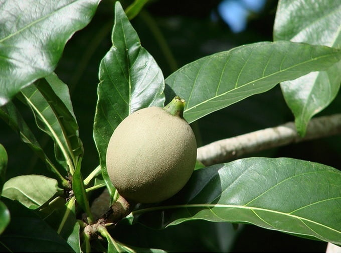 Xarope de Jenipapo é Seguro para Gestantes e Lactantes? Entenda os Cuidados