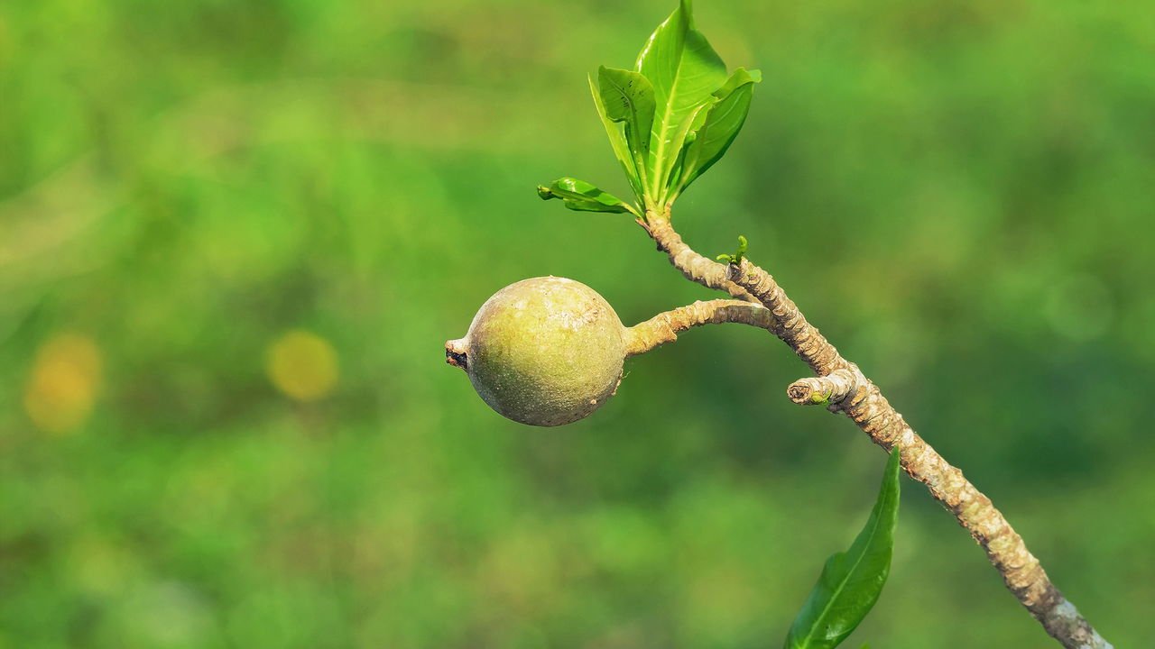 benefícios do xarope de jenipapo