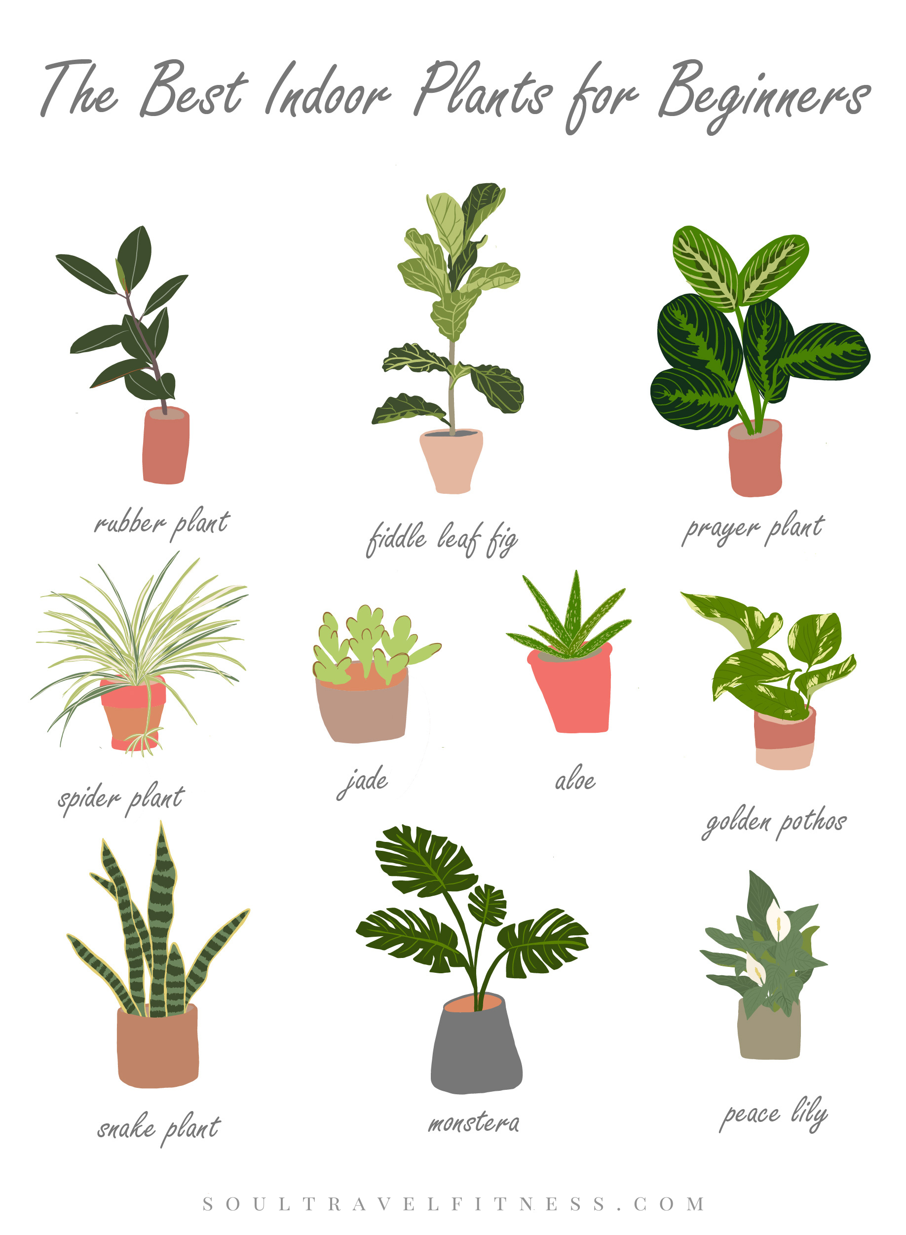 plantas fáceis de cuidar