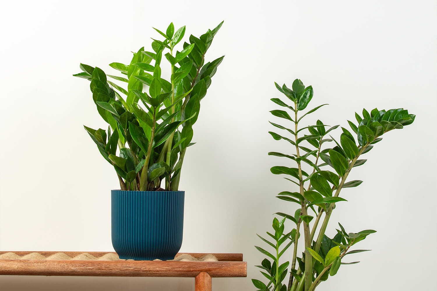 plantas para quem não tem experiência
