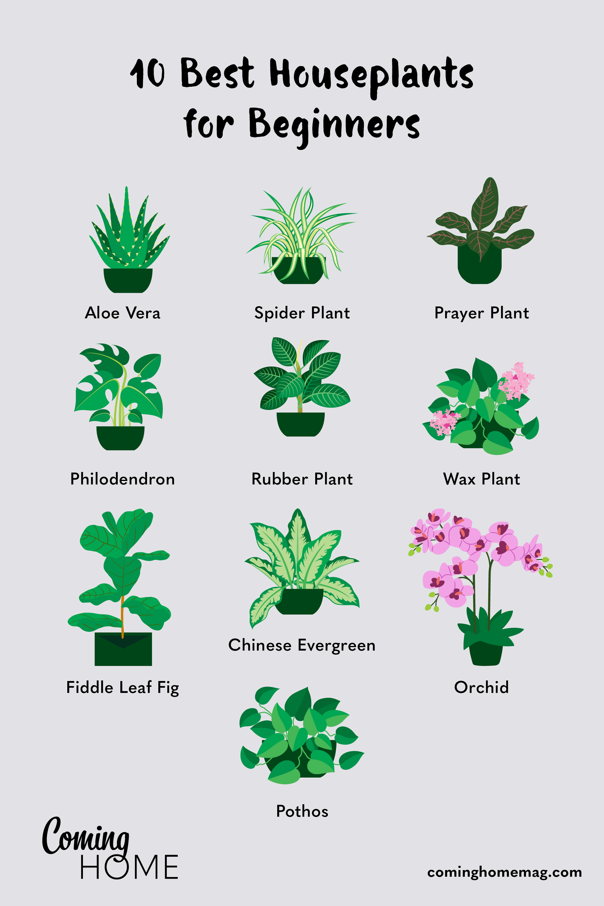 plantas de baixa manutenção