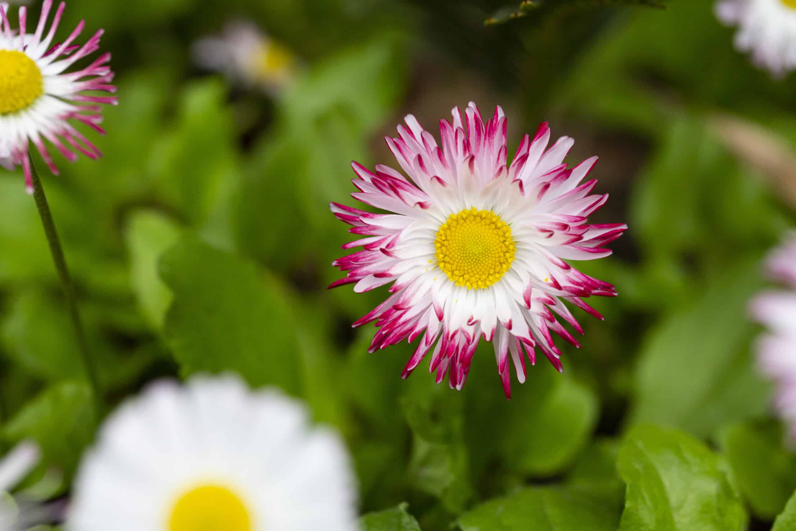 bellis perennis