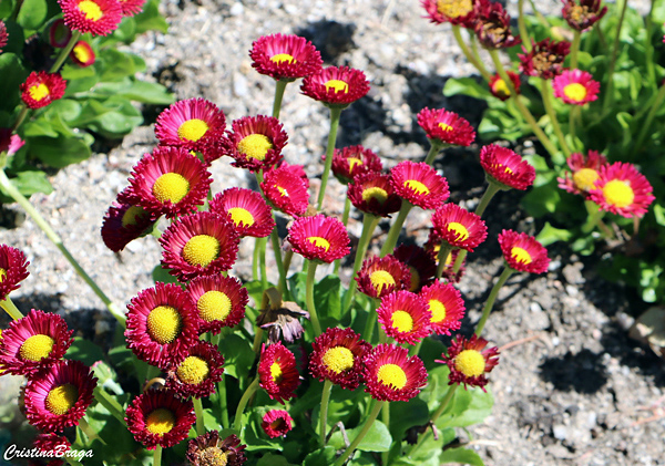 margarida inglesa