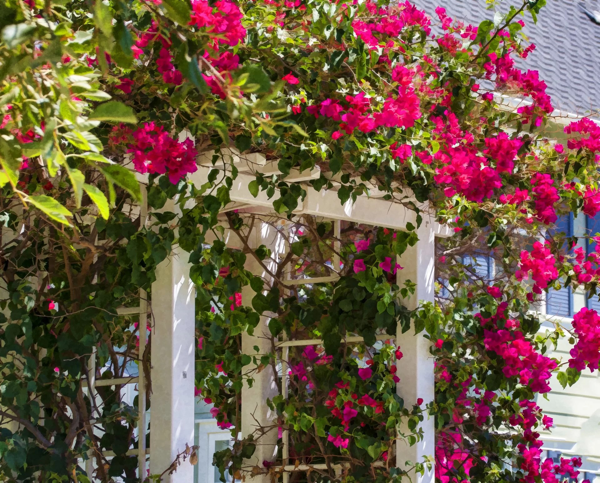 Primavera