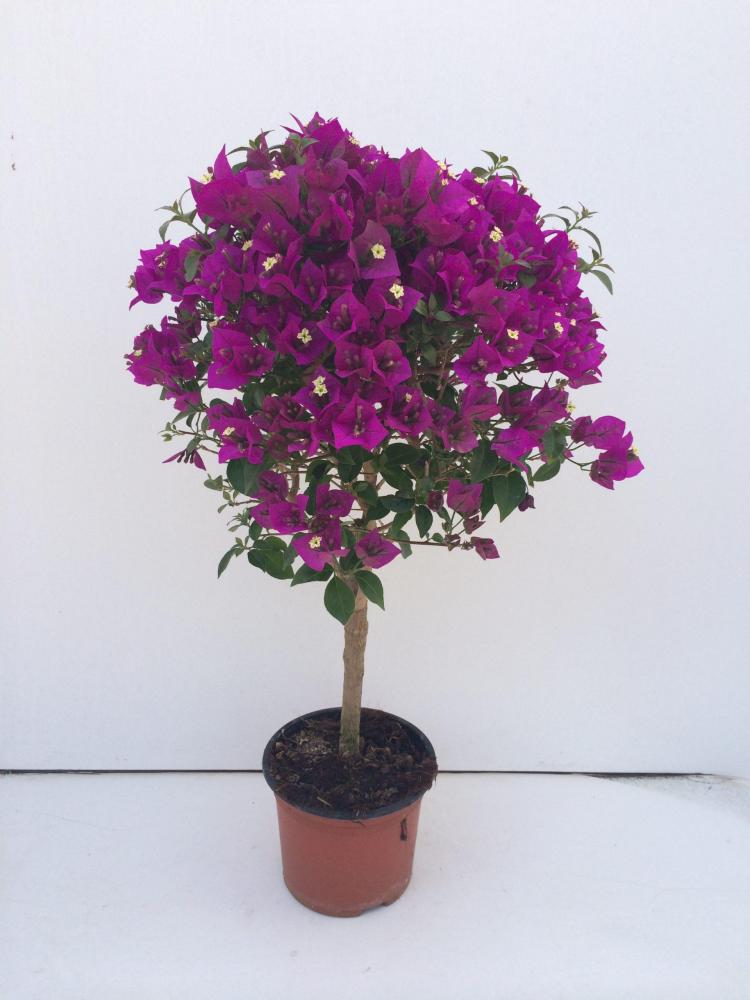 Bougainvillea cores
