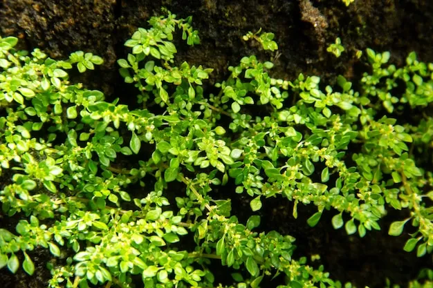 para que serve brilhantina planta