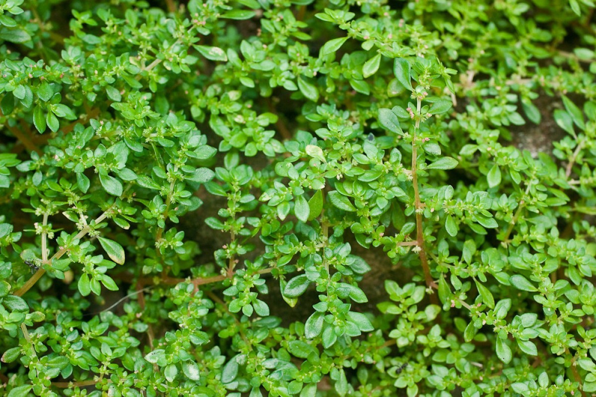 brilhantina medicinal
