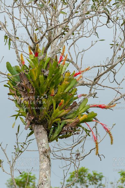 5 Espécies de Bromélias Ideais para Plantar em Árvores