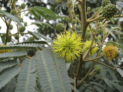 Técnicas de Fixação de Bromélias em Troncos: Passo a Passo Detalhado