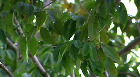 Brometélia em árvore