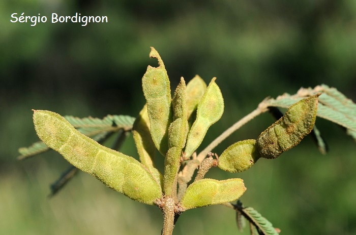 5 Espécies de Bromélias Ideais para Plantar em Árvores