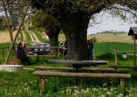 Os Benefícios das Bromélias para o Ecossistema da sua Árvore