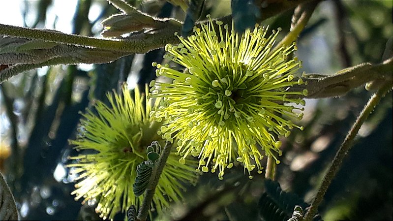 Como Identificar e Tratar Problemas Comuns em Bromélias Epífitas