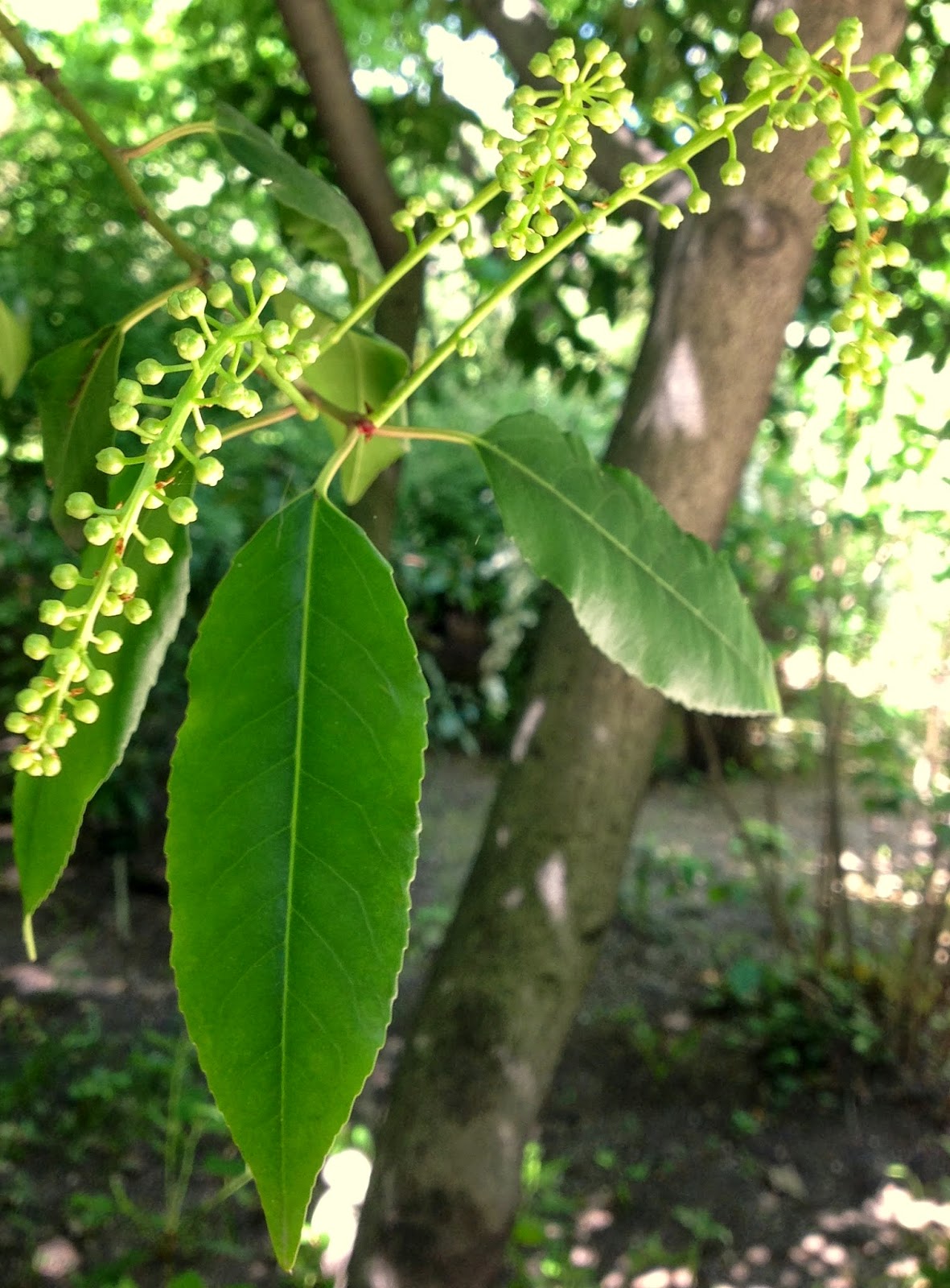 Brometélia em árvore