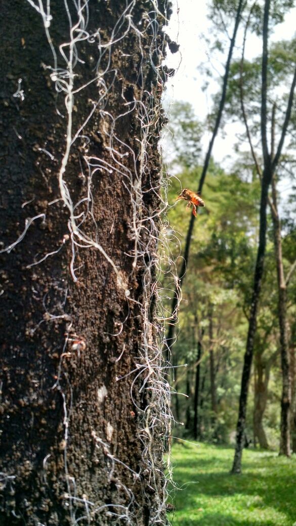 5 Espécies de Bromélias Ideais para Plantar em Árvores