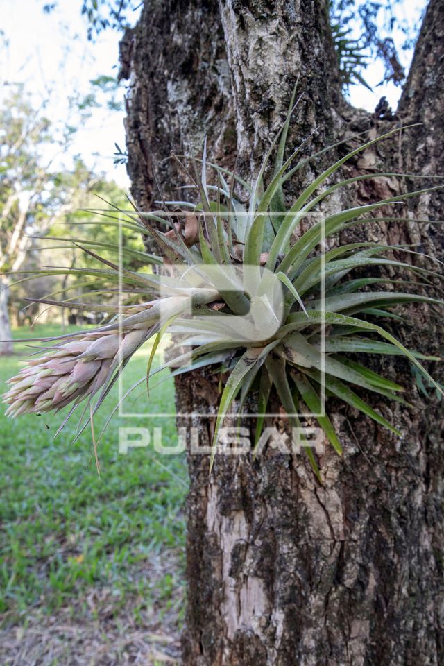 Guia Completo: Como Escolher a Árvore Certa para sua Bromélia Epífita