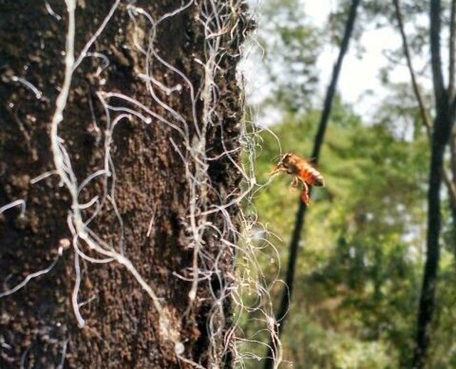 Guia Completo: Como Escolher a Árvore Certa para sua Bromélia Epífita