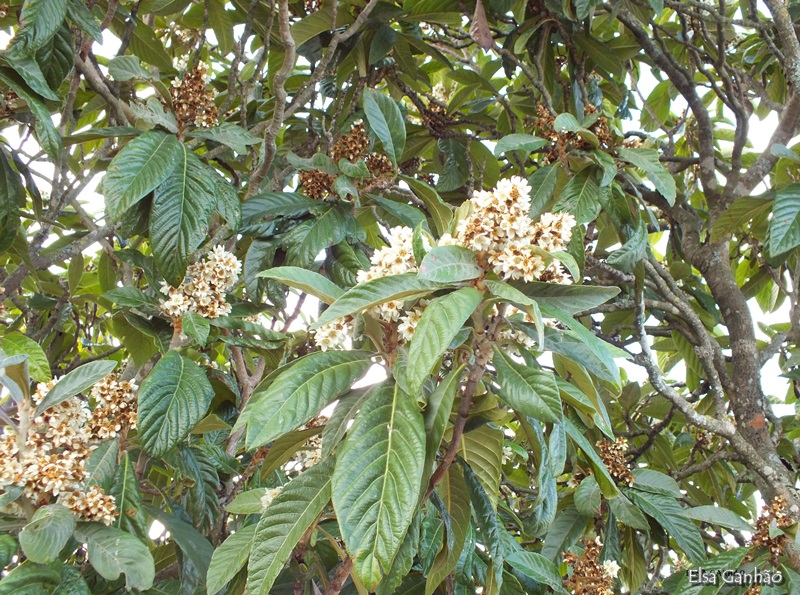 Os Benefícios das Bromélias para o Ecossistema da sua Árvore
