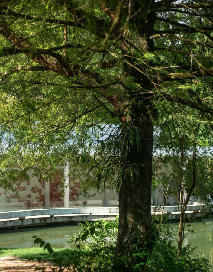 Como Identificar e Tratar Problemas Comuns em Bromélias Epífitas