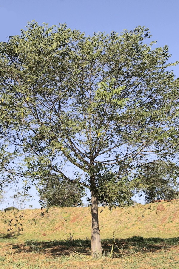 Brometélia em árvore