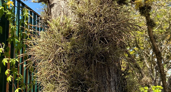 Guia Completo: Como Escolher a Árvore Certa para sua Bromélia Epífita