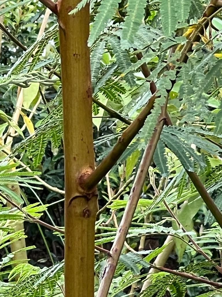 Os Benefícios das Bromélias para o Ecossistema da sua Árvore