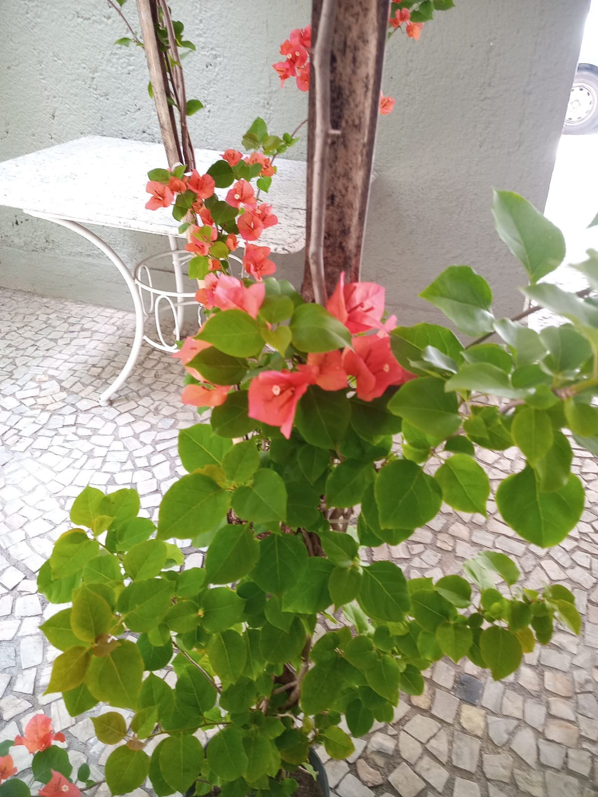 cores da primavera bougainvillea